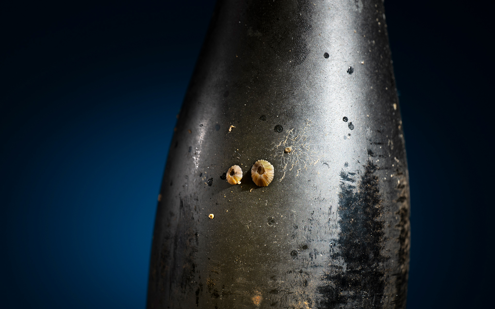 A Dual-Aged Expression of Torre de Palma